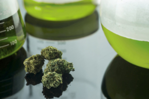 Cannabis Pharmacology